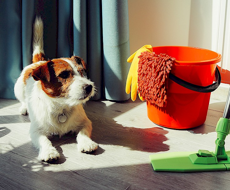 Reinigungstipps für Hundebesitzer